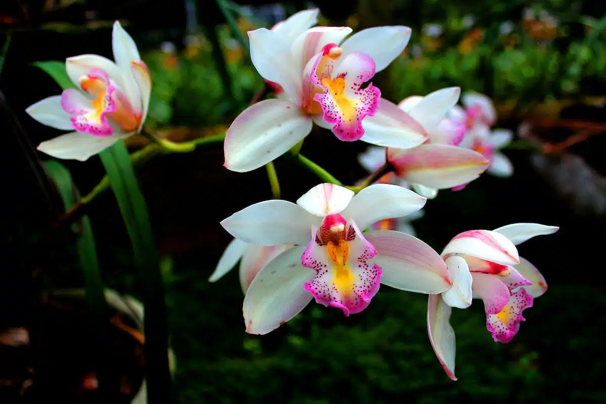 Les secrets pour cultiver avec succès une orchidée sauvage dans votre jardin